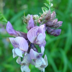 Photographie n°301227 du taxon Vicia sepium L. [1753]