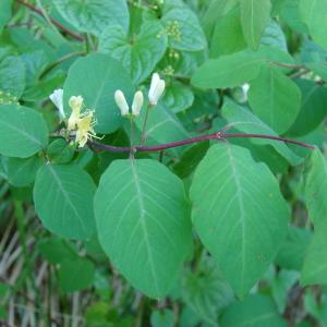 Photographie n°301233 du taxon Lonicera xylosteum L. [1753]