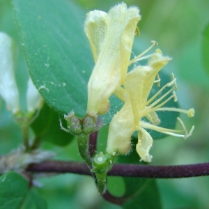 Photographie n°301235 du taxon Lonicera xylosteum L. [1753]
