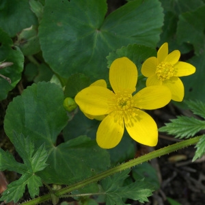 Photographie n°301270 du taxon Caltha palustris L. [1753]