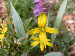 Jean-Claude Calais, le 18 avril 2015 (Saint-Laurent-de-Muret (Sinières-Planes.))