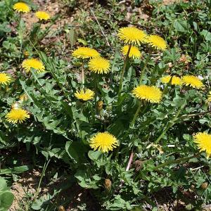 Photographie n°301296 du taxon Taraxacum officinale F.H.Wigg. [1780]