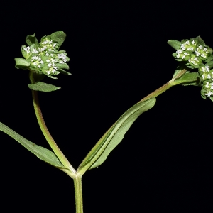 Photographie n°301311 du taxon Valerianella locusta (L.) Laterr. [1821]