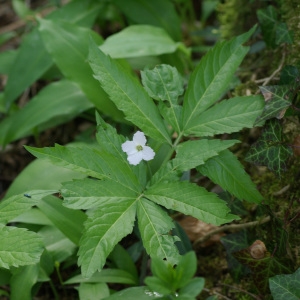 Photographie n°301316 du taxon Cardamine heptaphylla (Vill.) O.E.Schulz [1903]