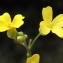  Liliane Roubaudi - Bunias erucago L.