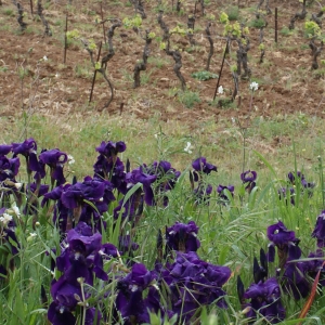 Photographie n°301334 du taxon Iris germanica L. [1753]