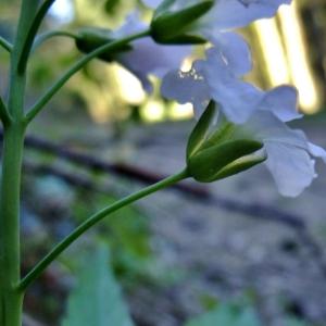 Photographie n°301358 du taxon Cardamine heptaphylla (Vill.) O.E.Schulz [1903]