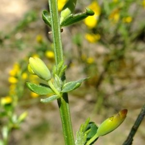 Photographie n°301380 du taxon Cytisus scoparius (L.) Link [1822]