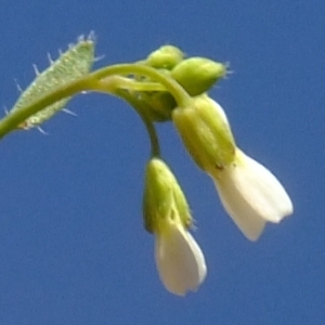 Photographie n°301395 du taxon Arabidopsis thaliana (L.) Heynh. [1842]