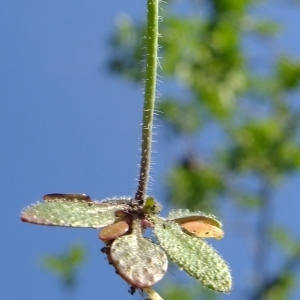 Photographie n°301396 du taxon Arabidopsis thaliana (L.) Heynh. [1842]