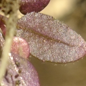 Photographie n°301403 du taxon Arabidopsis thaliana (L.) Heynh. [1842]