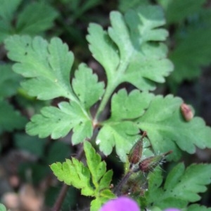 Photographie n°301406 du taxon Geranium robertianum L. [1753]