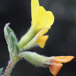 Ornithopus compressus L. (Ornithope comprimé)