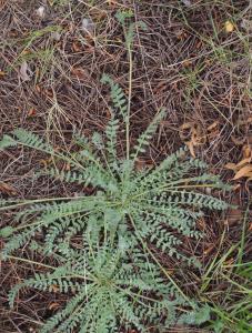 Liliane Roubaudi, le 19 avril 2015 (Fleury)