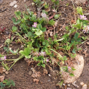 Photographie n°301447 du taxon Trifolium resupinatum L. [1753]