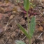  Liliane Roubaudi - Tuberaria guttata (L.) Fourr. [1868]