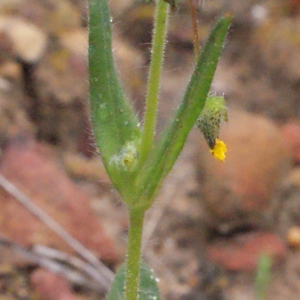 Photographie n°301472 du taxon Tuberaria guttata (L.) Fourr. [1868]