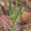  Liliane Roubaudi - Tuberaria guttata (L.) Fourr. [1868]