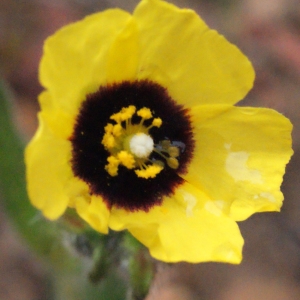 Photographie n°301476 du taxon Tuberaria guttata (L.) Fourr. [1868]