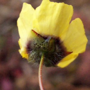 Photographie n°301477 du taxon Tuberaria guttata (L.) Fourr. [1868]
