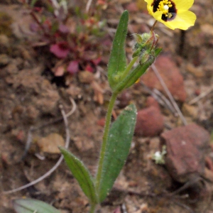 Photographie n°301478 du taxon Tuberaria guttata (L.) Fourr. [1868]