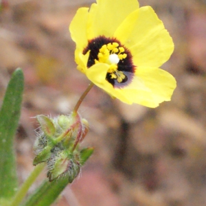 Photographie n°301480 du taxon Tuberaria guttata (L.) Fourr. [1868]