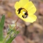  Liliane Roubaudi - Tuberaria guttata (L.) Fourr. [1868]