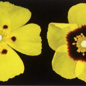Photographie n°301482 du taxon Tuberaria guttata (L.) Fourr. [1868]