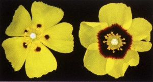 Liliane Roubaudi, le 19 avril 2015 (Fleury)