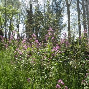 Photographie n°301567 du taxon Lunaria rediviva L. [1753]