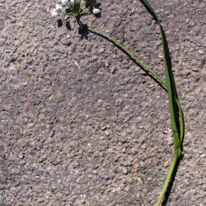 Photographie n°301588 du taxon Allium neapolitanum Cirillo [1788]