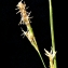  Liliane Roubaudi - Carex distachya Desf. [1799]