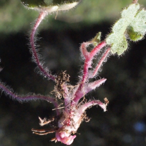 Photographie n°301659 du taxon Saxifraga granulata L. [1753]