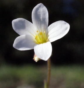 Liliane Roubaudi, le  8 avril 2015 (Port-Vendres)