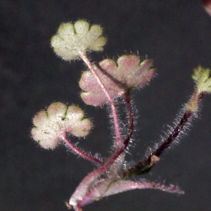 Photographie n°301667 du taxon Saxifraga granulata L. [1753]