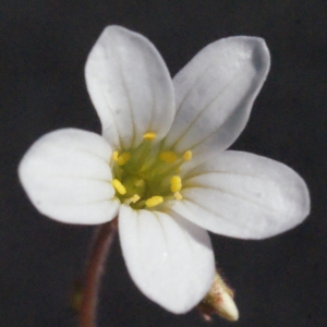 Saxifraga sampaioi Rozeira (Saxifrage à bulbilles)
