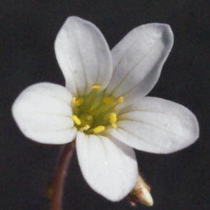 Saxifraga carnosa Lucé (Saxifrage à bulbilles)