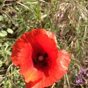 Photographie n°301746 du taxon Papaver rhoeas L. [1753]