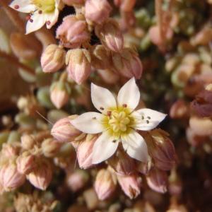 Photographie n°301756 du taxon Sedum dasyphyllum L. [1753]