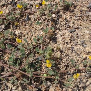 Photographie n°301764 du taxon Medicago littoralis Rohde ex Loisel. [1810]