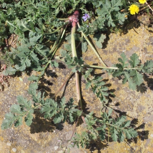 Photographie n°301778 du taxon Erodium ciconium (L.) L'Hér.