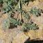  Liliane Roubaudi - Erodium ciconium (L.) L'Hér.