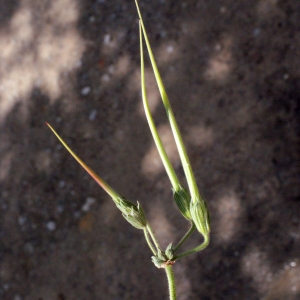 Photographie n°301784 du taxon Erodium ciconium (L.) L'Hér.