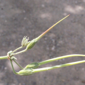 Photographie n°301786 du taxon Erodium ciconium (L.) L'Hér.