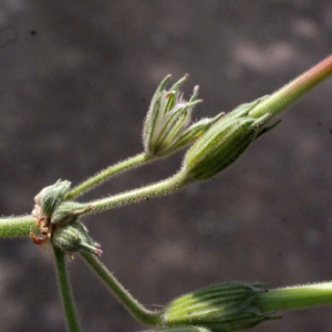 Photographie n°301787 du taxon Erodium ciconium (L.) L'Hér.