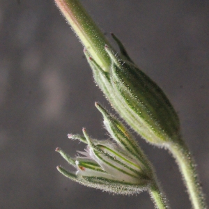 Photographie n°301788 du taxon Erodium ciconium (L.) L'Hér.