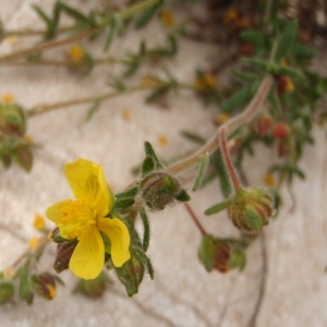 Photographie n°301789 du taxon Fumana thymifolia (L.) Spach ex Webb [1838]