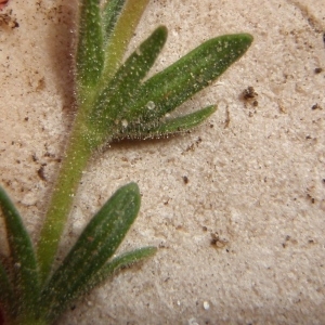 Photographie n°301791 du taxon Fumana thymifolia (L.) Spach ex Webb [1838]