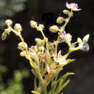 Photographie n°301825 du taxon Spergularia bocconei (Scheele) Graebn. [1919]