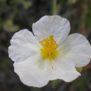 Photographie n°301899 du taxon Helianthemum apenninum (L.) Mill. [1768]